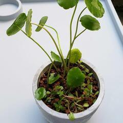 【沈めるだけ無農薬水草ポット(3)】オマケあり❗