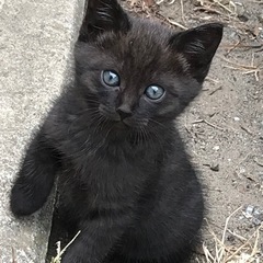 赤ちゃんねこ♡里親さん決まりました♡