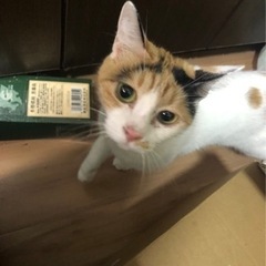 3才 メス ミケちゃん