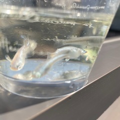 メダカ成魚　楊貴妃　みゆきフルボディの画像