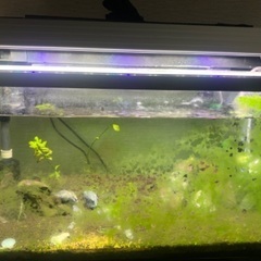 60センチ水槽×2＋生体＋その他備品