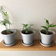 観葉植物　テーブルヤシ&プテリス&ドラセナ・サンディアーナ・ホワ...