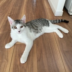 保護猫 マサムネ