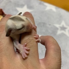 フクロモモンガ　プラチナ211103