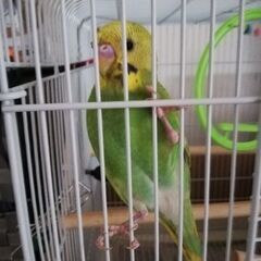 セキセイインコの里親募集します。性別不明。