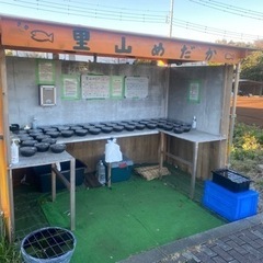 メダカとミジンコ　里山公園前　めだか無人販売所　11/11出店