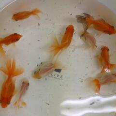 11/17まで金魚 ショートテールオランダ稚魚5匹1000円