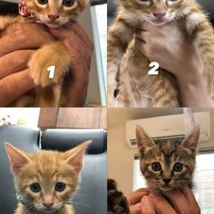 かわいい🎀子猫逹です😇トライアル中です