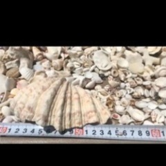 石垣島の貝殻　シーグラス   7〜8キロ　ビーチコーミングその① 貝殻ランプシェードの画像