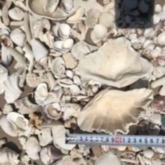 石垣島の貝殻　シーグラス   7〜8キロ　ビーチコーミングその① 貝殻ランプシェードの画像