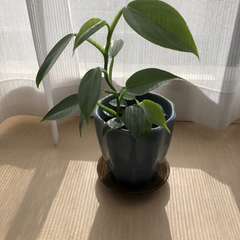 《感謝》爽やかなインテリア　観葉植物　