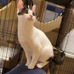 甘えん坊のシロクロ子猫ユキちゃん