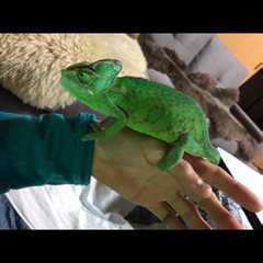 エボシカメレオン