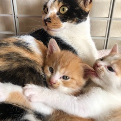 三毛お母さんと子猫1頭