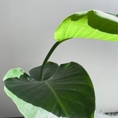 観葉植物ストレチアオーガスタ