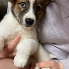 甘えて坊でキュートな子犬君