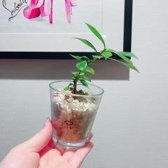 八重　クチナシ　苗木の画像