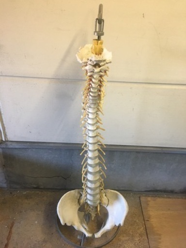 人体模型、背骨