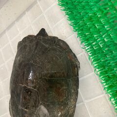 カメを引き取ってもらえる方を探しています