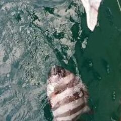 根がかり解消装置を内蔵したヨットやボートに適した釣り目的の錨　⑤の画像