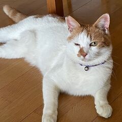 成猫推定5才から6才くらいのオス里親募集です。