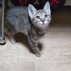 かわいいキジトラの姉妹です里親募集中