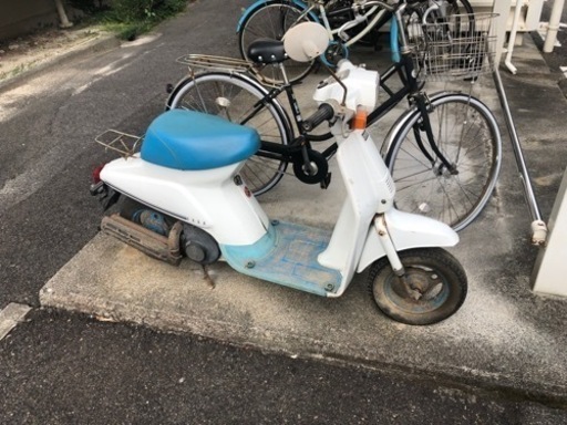 スズキ　薔薇