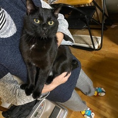 黒猫の里親探してします