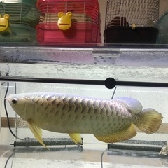 水槽セット