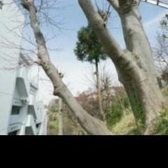 ⚠️危険な傾いた大木や高木伐採‼️プロにお任せ‼️(優良) − 大阪府