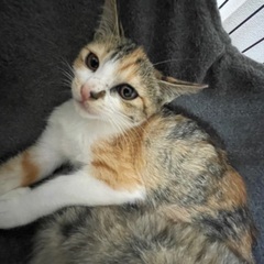【決定】子猫メス（３ヶ月）活発おてんばな三毛ちゃん