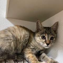 【決定】子猫メス（３ヶ月）お利口でおとなしいキジ猫ちゃん