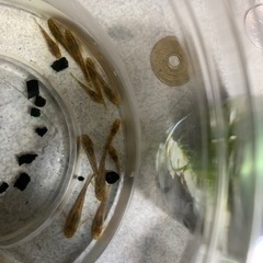 残り3匹　オトシンクルス　ネグロ  大事に育ててくださる方　自家...