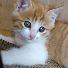 可愛いさかりの1ヶ月半の女の子　猫エイズ陽性