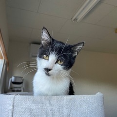 甘ったれで可愛い白黒「ももね」ちゃん