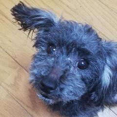 ミックス犬の里親募集　候補者の方決まりました。