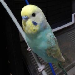 ■■■迷子のセキセイインコ（レインボー種）を探しています！！■■■