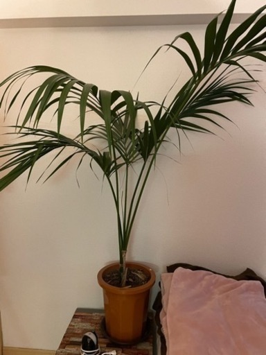 観葉植物 ケンチャヤシ