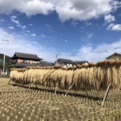 稲藁　10束