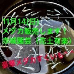 11月14日　初メダカ販売！初メダカすくい！