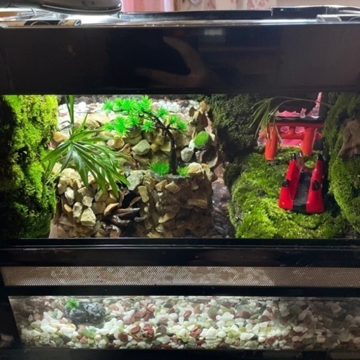 アクアテラリウム！イモリやカエル魚などオシャレ⭐️