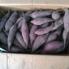 紅はるか　さつまいも　小芋　Ｓサイズの画像