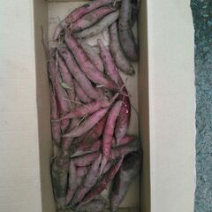 紅はるか　さつまいも　小芋　Ｓサイズ