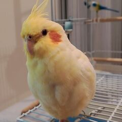 オカメインコ探しています