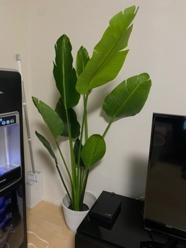 木