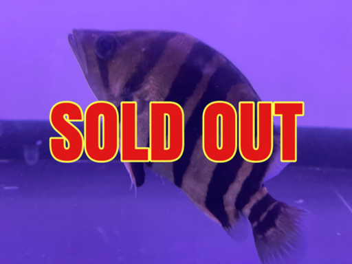 スマトライエロータイガー