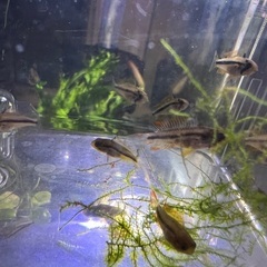 アピストグラマ カカトゥオイデス ダブルレッドの稚魚10匹