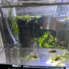 アピストグラマ カカトゥオイデス ダブルレッドの稚魚10匹の画像