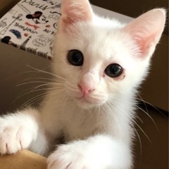 おでん3兄妹《11/14 姪浜の譲渡会に参加🍀》