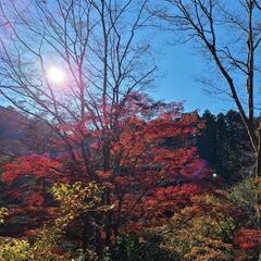 紅葉が観たい❗